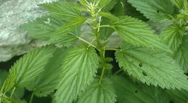 decotti alle erbe per il trattamento delle vene varicose