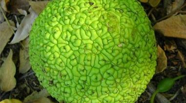 ricette per infusi per il trattamento delle vene varicose