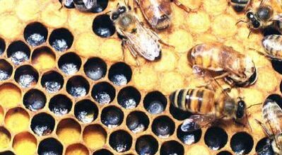 trattamento delle vene varicose con prodotti delle api